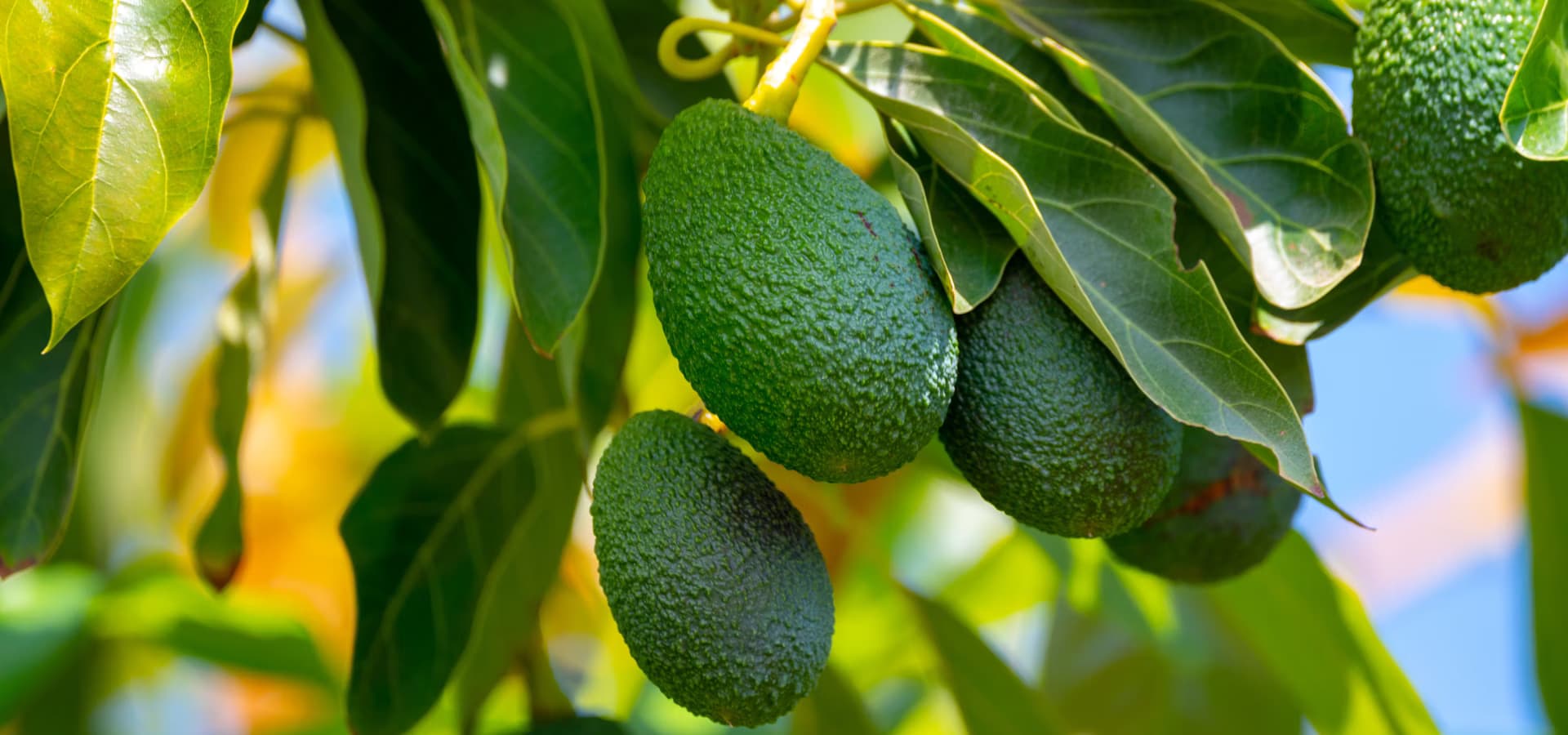 Avocado supply chain in East Africa